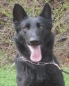 K9 Chase | Lee County Sheriff's Office, Virginia