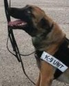 K9 Magnum | Anderson Police Department, Indiana