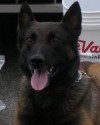 K9 Tank | Utah Highway Patrol, Utah