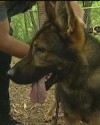 K9 Kody | St. Paul Police Department, Minnesota
