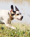 K9 Roscoe