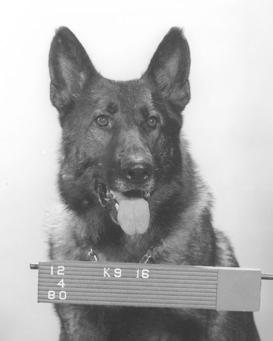K9 Rooster | Los Angeles Police Department, California