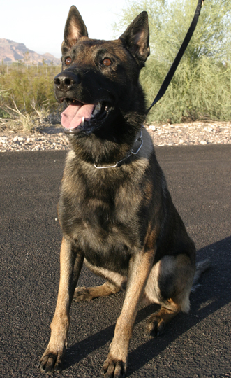 K9 Leon | Mesa Police Department, Arizona