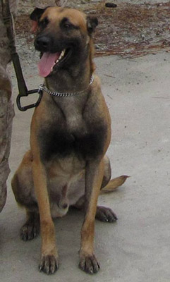 K9 Freddy | United States Department of Justice - Federal Bureau of Investigation, U.S. Government