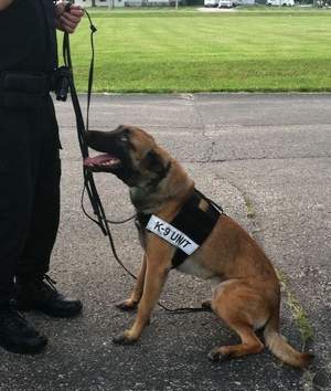 K9 Magnum | Anderson Police Department, Indiana