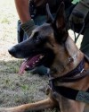 K9 Nash | United States Department of Justice - Bureau of Alcohol, Tobacco, Firearms and Explosives, U.S. Government