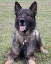 K9 Rocky | New Canaan Police Department, Connecticut