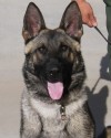 K9 Sani | United States Department of Homeland Security - Customs and Border Protection - United States Border Patrol, U.S. Government