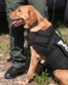 K9 Gus | Florida Fish and Wildlife Conservation Commission, Florida
