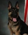 K9 Remi | Federal Reserve Bank of Chicago - Detroit Branch Police, U.S. Government