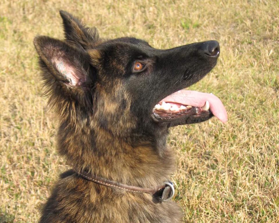 K9 Chewbacca | Hancock County Sheriff's Office, Mississippi