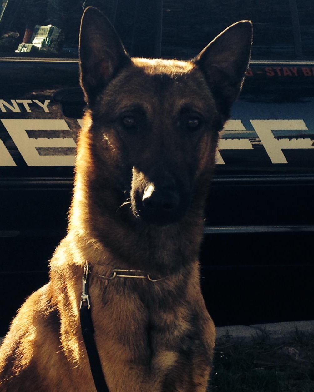 K9 Wix | Brown County Sheriff's Office, Wisconsin