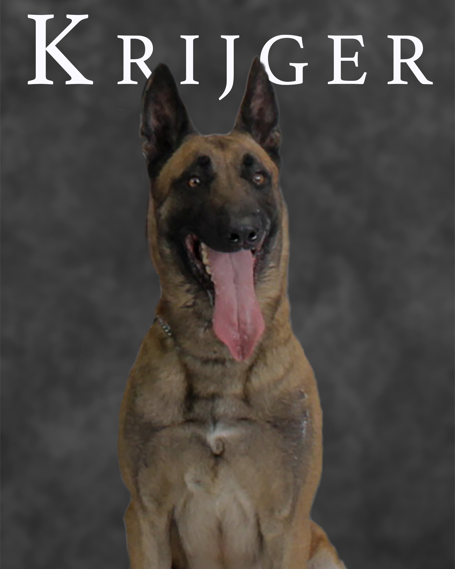 K9 Krijger | Norfolk Police Department, Virginia