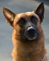 K9 Jag | Twin Rivers Unified School District Police Department, California