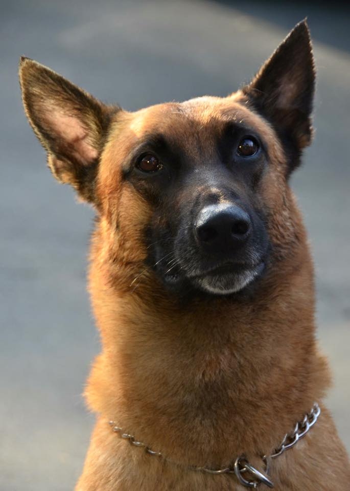 K9 Jag | Twin Rivers Unified School District Police Department, California