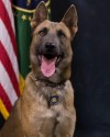 K9 Lazer | United States Department of Homeland Security - Customs and Border Protection - United States Border Patrol, U.S. Government