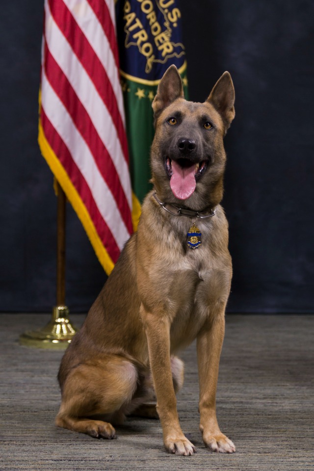 K9 Lazer | United States Department of Homeland Security - Customs and Border Protection - United States Border Patrol, U.S. Government