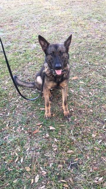 K9 Forest | Volusia County Sheriff's Office, Florida