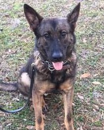 K9 Forest | Volusia County Sheriff's Office, Florida