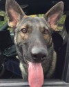 K9 Thor | Wethersfield Police Department, Connecticut