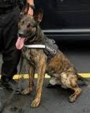 COOK COUNTY FOREST PRESERVE POLICE DOG TAG BOTTLE OPENER 