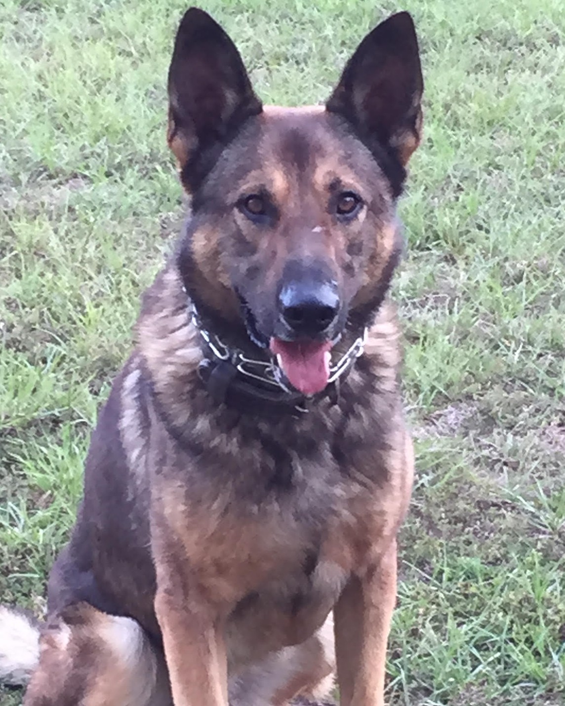 K9 Aron | Lauderdale County Sheriff's Office, Mississippi