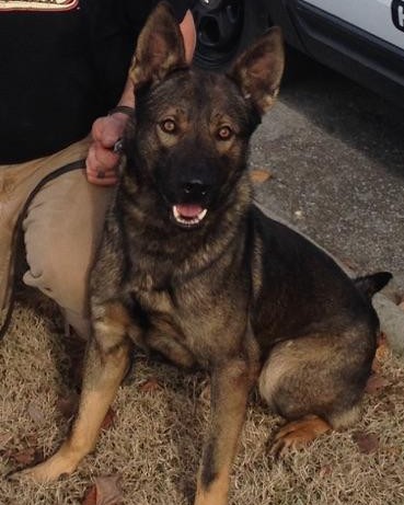 K9 Cain | Crossville Police Department, Tennessee