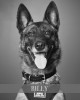 K9 Billy | Hillsboro Police Department, Oregon