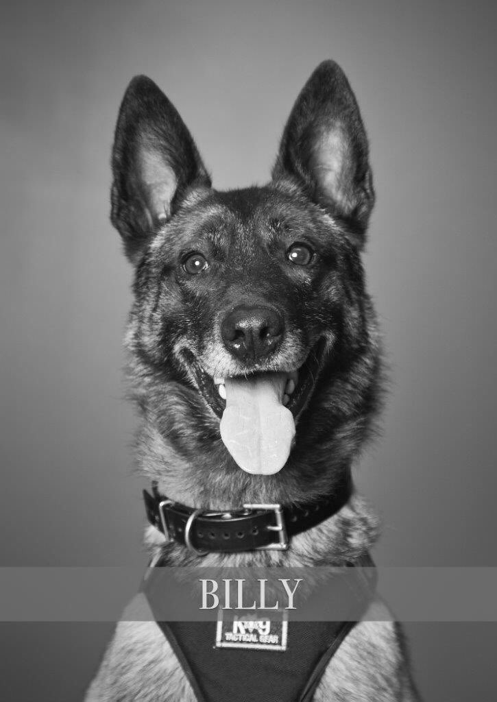 K9 Billy | Hillsboro Police Department, Oregon
