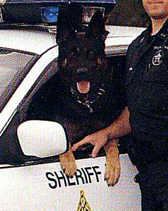 K9 Wolf | Escambia County Sheriff's Office, Florida