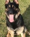 K9 Rocky | Genesee County Sheriff's Office, Michigan