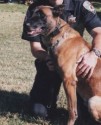 K9 Marco | Roseville Police Department, California