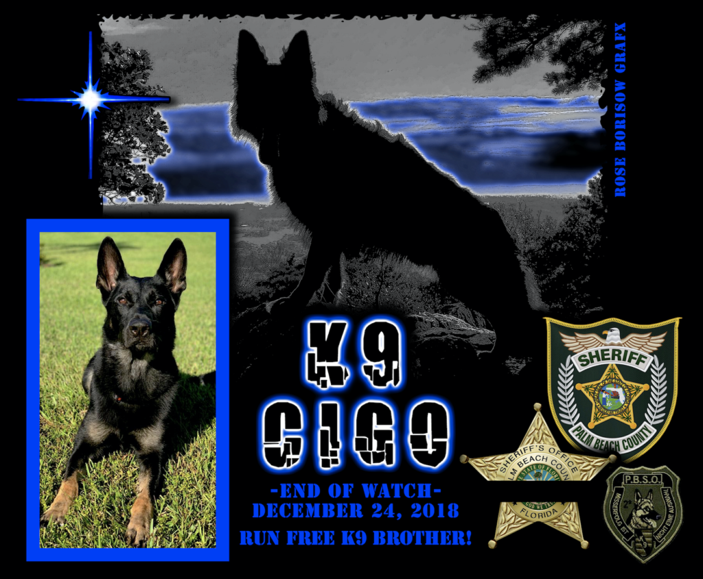 K9 Cigo | Palm Beach County Sheriff's Office, Florida