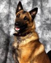 K9 Max | Durham County Sheriff's Office, North Carolina