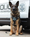 K9 Max | Portsmouth Police Department, New Hampshire