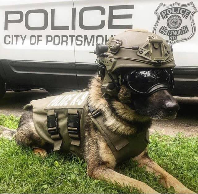 K9 Max | Portsmouth Police Department, New Hampshire