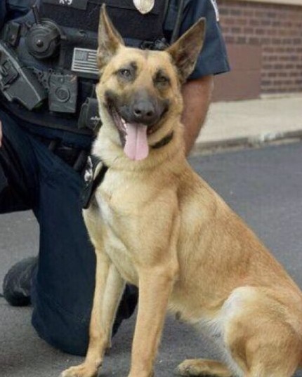 K9 Cas | Whitley County Sheriff's Office, Indiana