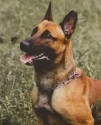 K9 Bulder | United States Department of Homeland Security - Customs and Border Protection - United States Border Patrol, U.S. Government