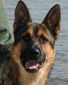 K9 Jackie | United States Department of Homeland Security - Customs and Border Protection - United States Border Patrol, U.S. Government
