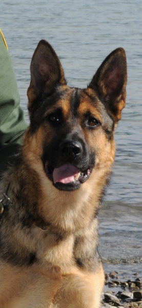 K9 Jackie | United States Department of Homeland Security - Customs and Border Protection - United States Border Patrol, U.S. Government