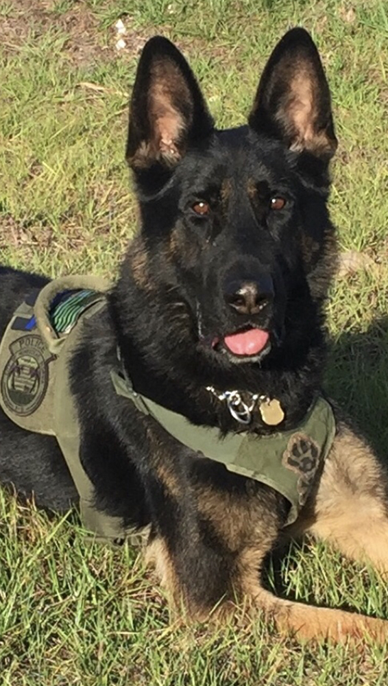 K9 Chance | Homestead Police Department, Florida