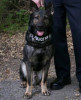 K9 Atlas | Scotts Valley Police Department, California