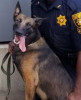 K9 Bloo | DeKalb County Sheriff's Office, Georgia