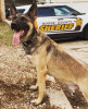 K9 Loki | Boone County Sheriff's Office, Illinois