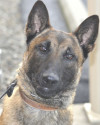 K9 Valco | Indianapolis Police Department, Indiana