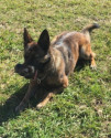 K9 Lyka Lukas | United States Department of Homeland Security - Federal Protective Service, U.S. Government