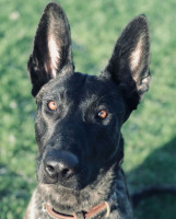 K9 Luna