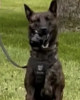 K9 Riggs | Oakland County Sheriff's Office, Michigan