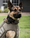 K9 Jedi | Seattle Police Department, Washington