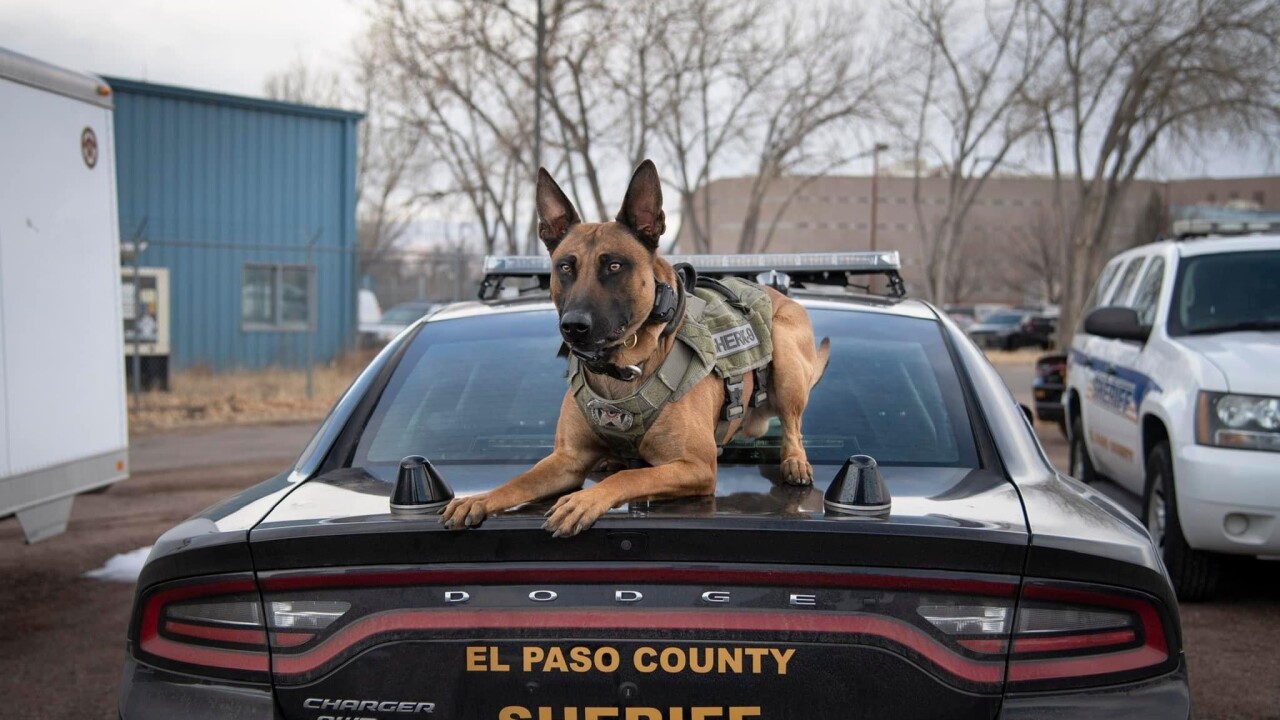 K9 Jinx | El Paso County Sheriff's Office, Colorado